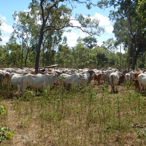 Cattle – Watson River Station