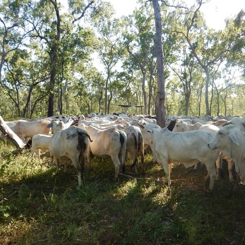 Cattle – Watson River Station